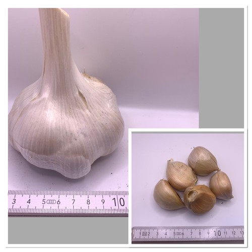 Ail éléphant caieux - ail, –