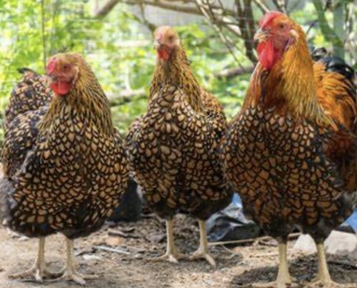Purebred ayam cemani 2 - 10,