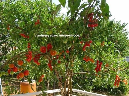 Tomate arbre géant - arbre,