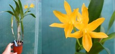 Guarianthe (Cattleya)