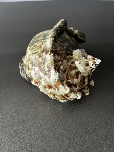 Coquille turbo marmoratus - :,