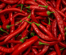 20 Graines De Piment Pili-Pili