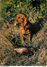 Carte Postale - Animaux -