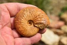 ammonite Prograyiceras grayi