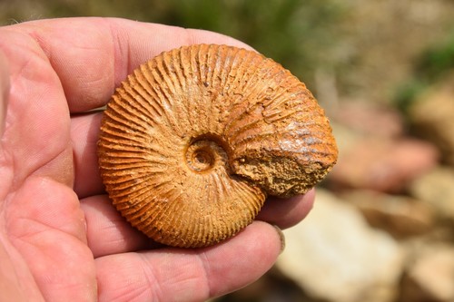 Ammonite prograyiceras grayi - ammonite,