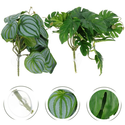 Pcs plantes pour terrarium - 2,