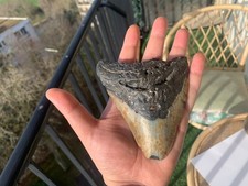 Dent fossile de Megalodon –