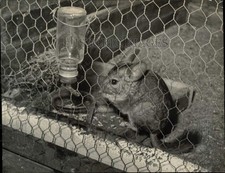 1939 Press Photo Chinchilla Eats in Cage - kfx16690