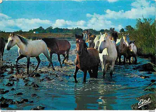 Carte postale animaux - animaux,