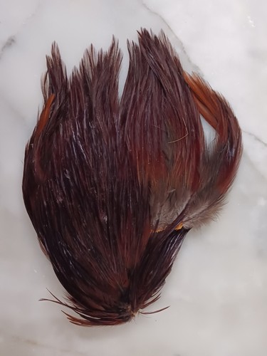 Cou coq plume pour - plume, la