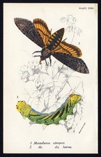Antique print-MANDUCA ATROPOS-MOTH-Kirby-1897