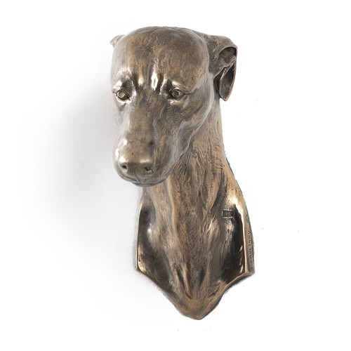 Whippet tête penchée - whippet,