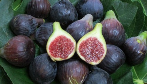 Ficus carica col dame - "col, de