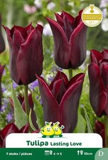 Bulbes de Tulipes, Lasting Love, 7 Bulbes, Rouge, 12/+