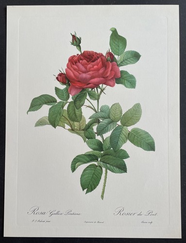 Botanique rosier pont - du, par