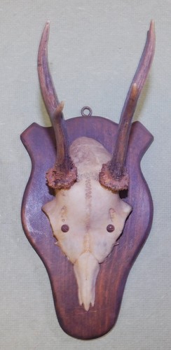 Ancien trophee chasse - de,
