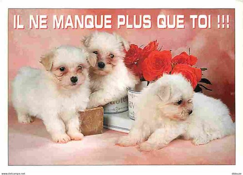 Carte postale animaux - carte,