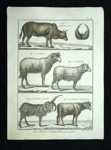 Taureau belier mouton et - belier,,