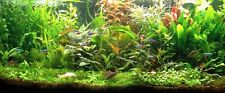 Lot 30 plantes aquarium 5/6 varietes a racines et tiges + 10 gratuites en +