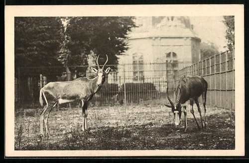Carte postale