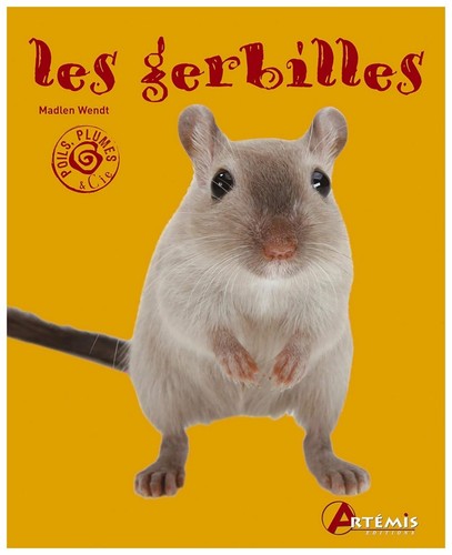 Les gerbilles