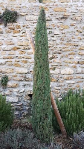 Cupressus sempervirens