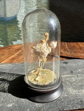 Miniature Glass Globe & Plant Cylinder Antique Glass