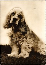 Old postcard AK Cocker Spaniel - Cocker Spaniel DOGS (1388036)