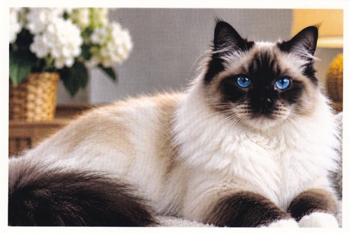 Carte postale chat sacré - 🦬carte,