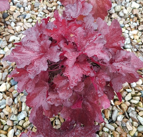 Heuchera hybrida forever - hybrida, 'forever