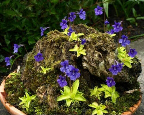 Pinguicula grandiflora - pinguicula,