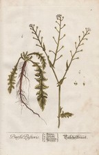 Hirtentäschel Capsella Botanique Botany Blackwell Livre D'Herbes