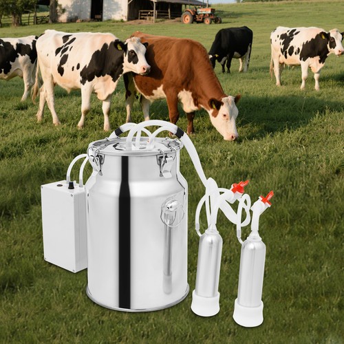 Electric pulsation cow milking - cow,