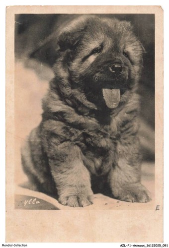 Azlp1 0048 animaux chiot - azlp1-0048-animaux,