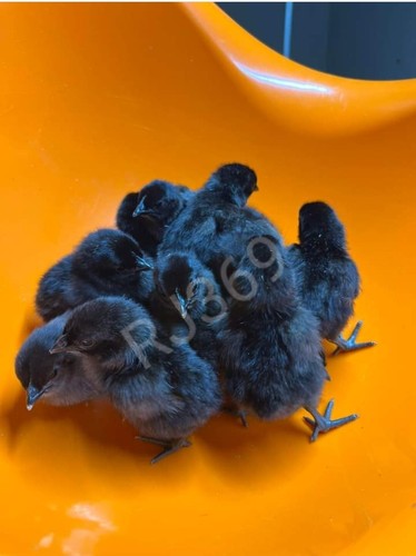 Ayam cemani chicken - 3+,