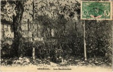 Old postcard AK SENEGAL Les Sauterelles (1067526)