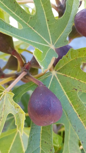 Ficus carica little - carica, miss