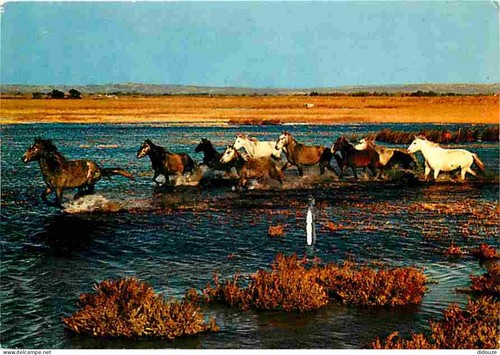 Carte postale animaux - postale,