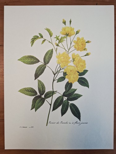 Rosier banks fleurs - banks,