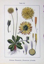 Antique Old Print Hieracium Pilosella Flowers Sturms 1906 Crepis Paludosa 20th