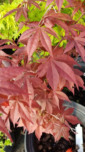 Acer palmatum atropurpureum - acer,