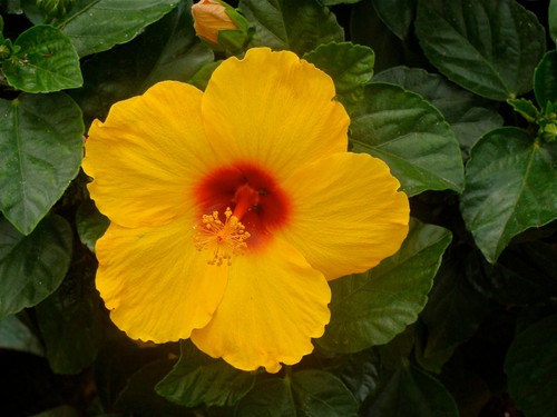 Hibiscus syriacus yellow 20 - yellow,,