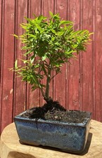BONSAÏ  PUNICA GRANATUM