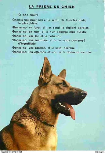 Carte postale animaux - animaux,