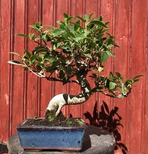 BONSAÏ FICUS RETUSA  FICUS TAÏWANAIS 8ANS  H34CM