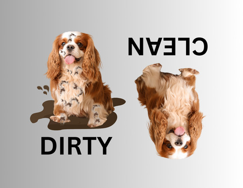 Cavalier king charles - king, spaniel
