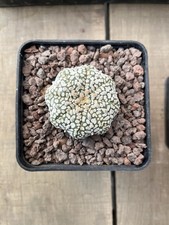 Astrophytum Asterias V Type