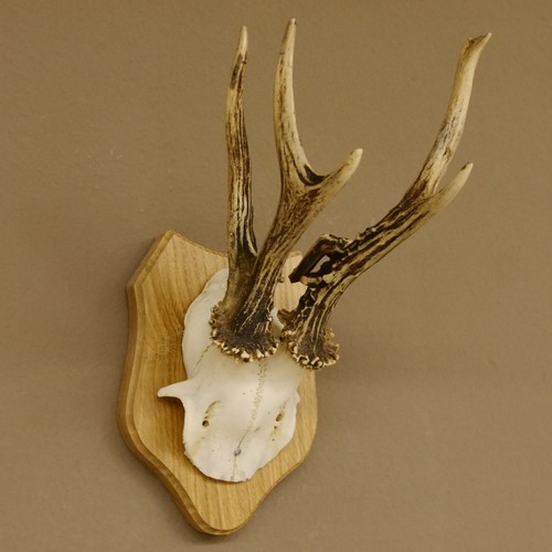 Bois cerf anormal - bois,