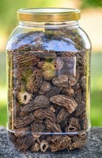 Morilles Séchée Spécial Sans Queue 1 Kg Morchella Conica