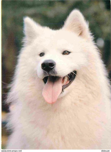 Carte postale animaux - -,
